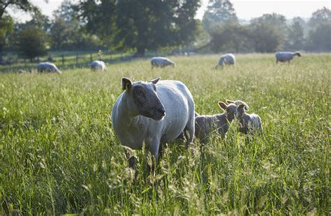 Les Moutons Vend Ens De La Ferme Brin De Laine Brin De Paille