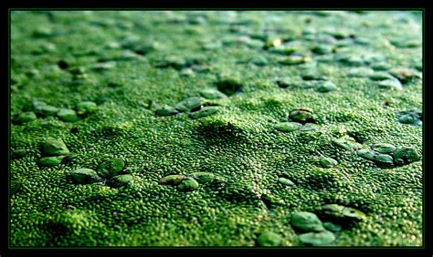 Pond Scum Took A Photo Walk Around Waredaca Farm Yesterday Flickr