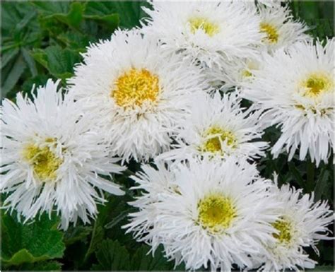 Ромашка махровая "Крейзи Дейзи" (Leucanthemum Crazy Daisy)