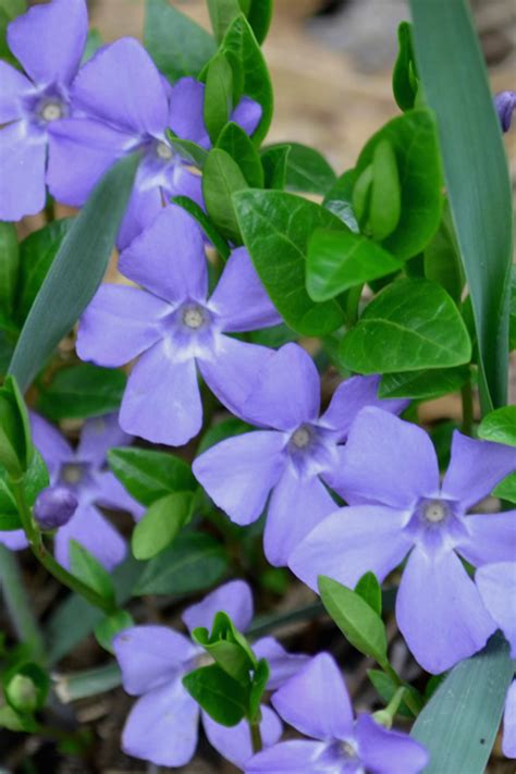 Vinca Plant Annual Vinca Plant Care Growing Guide The Clear Crisp