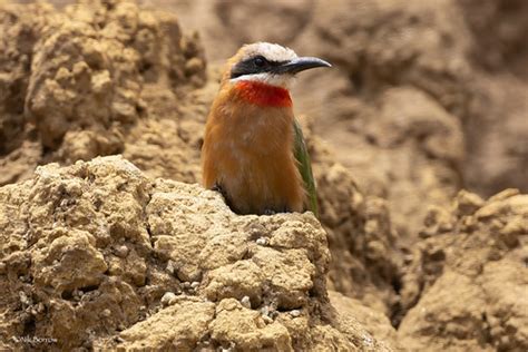 White Fronted Bee Eater Merops Bullockoides Near Arusha T Flickr