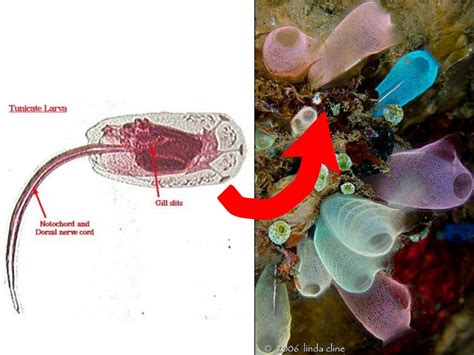 Urochordata Diagram