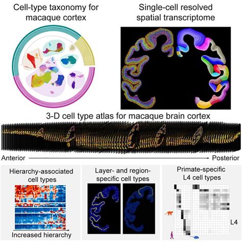 Scientists Map Single Cell Spatial Distribution Atlas Of Macaque Cortex