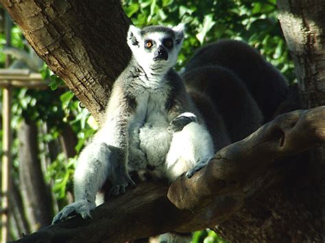 Secrets of Hawaii - Honolulu Zoo