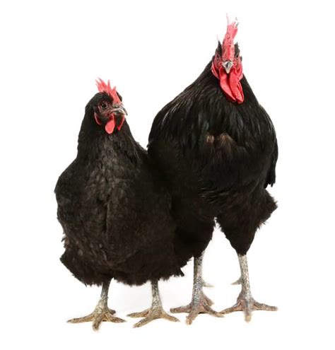 Jersey Giant Chicken Breed Guide | Know Your Chickens