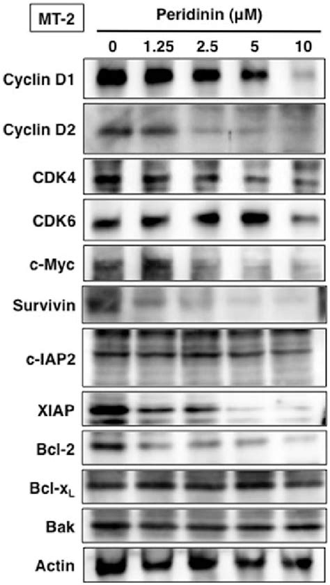 Expression Levels Of Cell Cycle And Apoptosis Related Proteins After