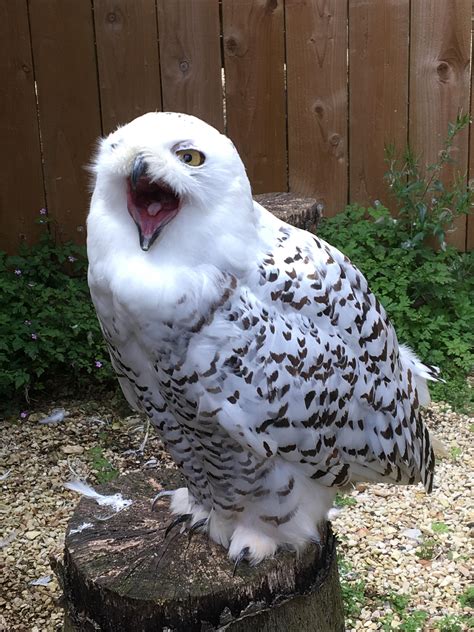 Angry owl : r/aww