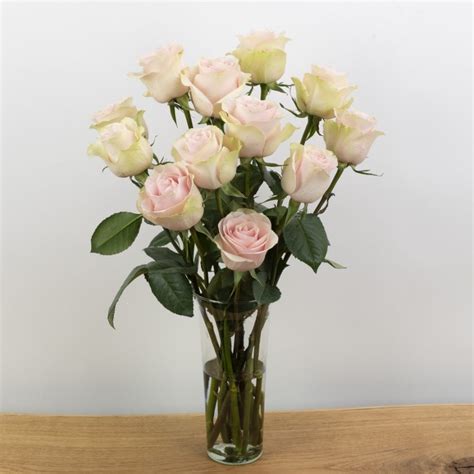 Rosa Rose Frutteto | bestellen im Rosenshop LIEBLINGSROSEN