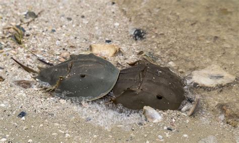 What Are Horseshoe Crabs And Why Are They Important Scienceabc