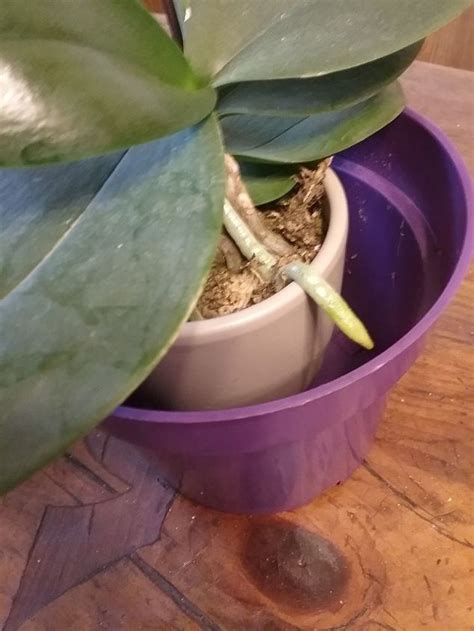 What is the best way to replant an orchid? | Hometalk