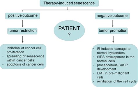 Therapy Induced Senescence Of Cancer Cells From The Perspective Of The