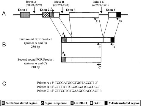 Schematic Diagrams Of Nested Reverse Transcription Polymerase Chain