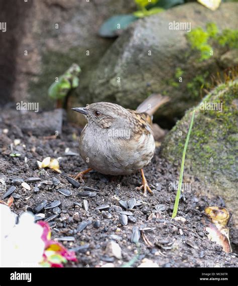 Dunnock breeding plumage hi-res stock photography and images - Alamy