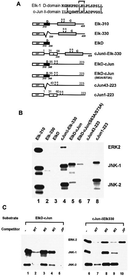 Differential Targeting Of Map Kinases To The Ets‐domain Transcription