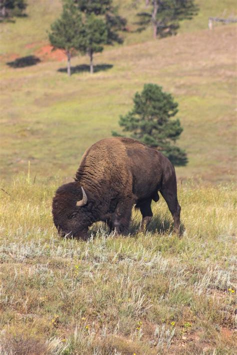 Weekend Trip To The Black Hills