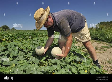 Mature Melons Stock Photos Mature Melons Stock Images Alamy