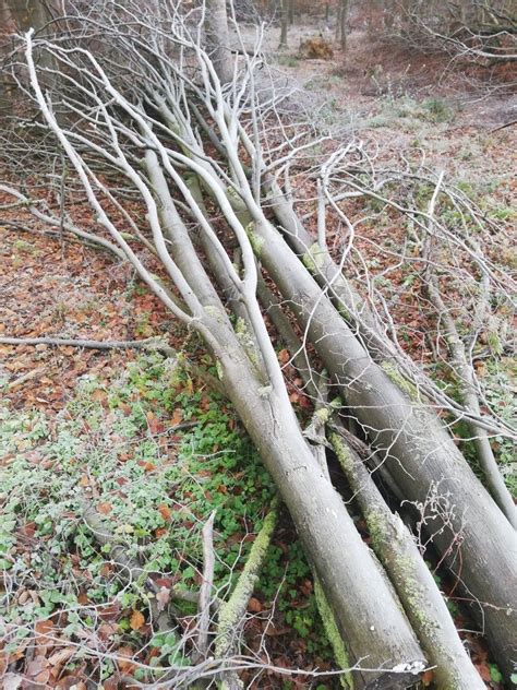 Several Trees That Have Fallen Down In The Woods