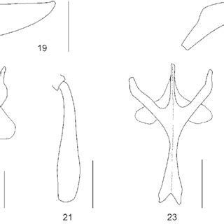 Male Genitalia In Lateral Views And Ventral