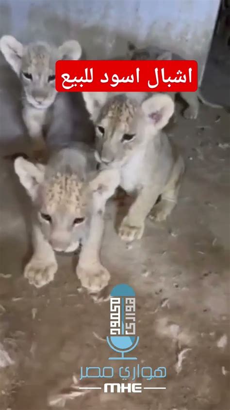 Lion Cubs L Wenbabys Lionceaux Cachorros