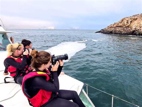 Lima Swimming With Sea Lions In Palomino Island GetYourGuide