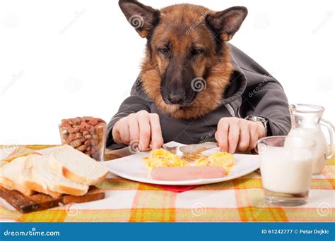 Funny German Shepherd Dog with Human Arms and Hands, Eating Scra Stock ...