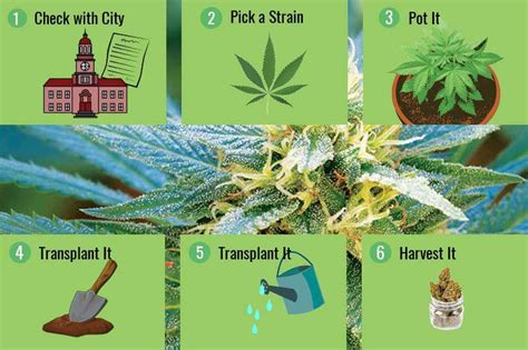 Best guide to grow your cannabis indoor - Strange Sounds