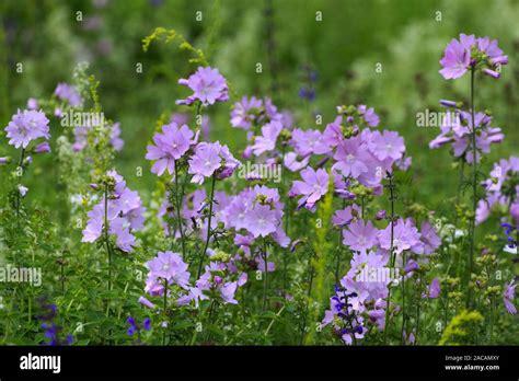 Wiese Wiesen Blumenwiese Blumenwiesen Bunt Bunte P Fotos Und