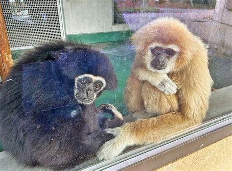 京都市動物園のシロテテナガザル「クロマティー」天国へ 推定39歳、園の人気者｜社会｜地域のニュース｜京都新聞