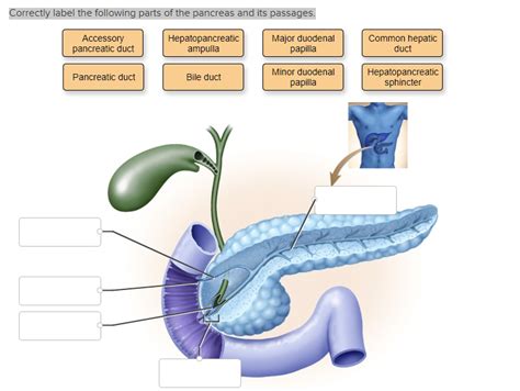 Correctly Label The Following Parts Of The Pancreas And Its Passages