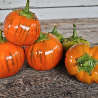 Turkish Orange Eggplant Seeds Heirloom Seeds And Plants