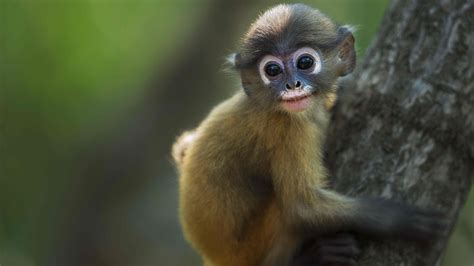 Monkey Mania The Monkey Born With Spectacles Cgtn