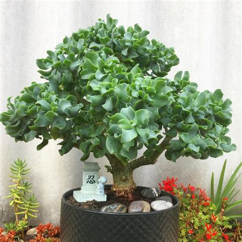 Crassula Jade Plants Care Tips Propagation Guide