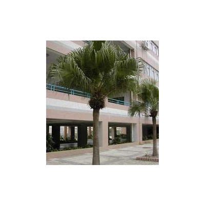 Livistona Chinensis Chinese Fan Fountain Palm China Gardening Nursery