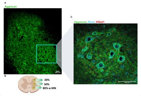 Perineuronal Nets Pnns Distribution Along The Dorso Ventral Axis Of