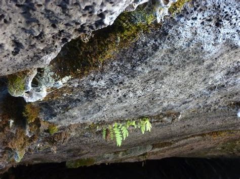 Subway Cave Picture Of Hat Creek Subway Cave Old Station Tripadvisor