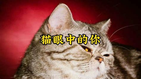 宠物猫眼中的你 腾讯视频