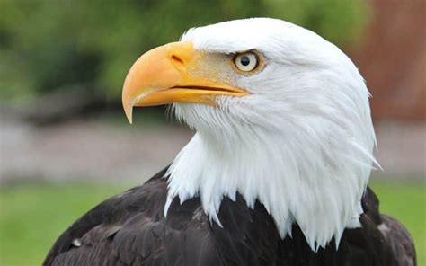 What does the Bald Eagle Represent in the USA?