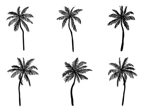 Collection Of Black Coconut Trees Icon Can Be Used To Illustrate Any