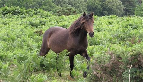 Dartmoor Pony - gallop to discover