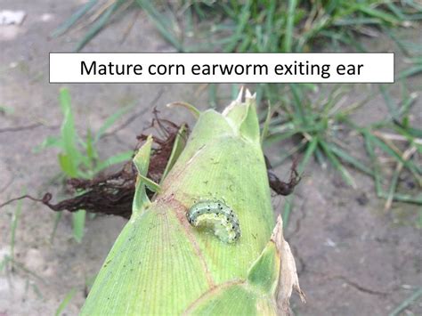 corn earworm | Extension Entomology