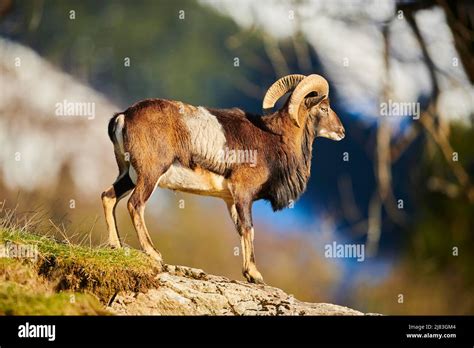 european mouflon ovis aries musimon ram male   alps wildlife