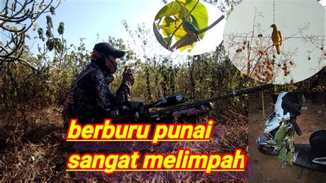 Berburu Punai Di Saat Angin Kencang Butuh Kesabaran 2023 YouTube