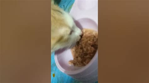 Kucing Makan Apa Tu Youtube