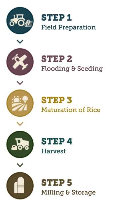 How Rice Grows Calrice