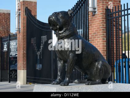 Mascot bulldog, Yale University, New Haven, Connecticut, USA Stock ...