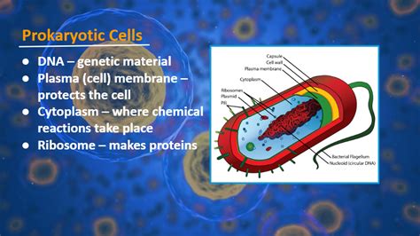 Unicellular Vs Multicellular And Prokaryotic Vs Eukaryotic Quizizz