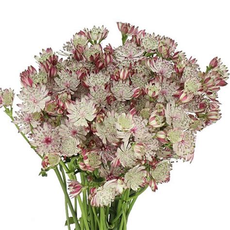 Astrantia Sparkling Stars Pink Cm Wholesale Dutch Flowers Direct