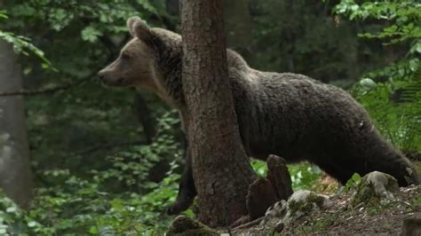 Orsi In Trentino In Arrivo Il Tavolo Grandi Carnivori E Nuovi Cartelli