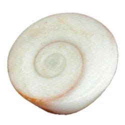 Gomati Chakra Manufacturers, Suppliers & Exporters