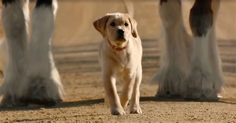 Budweiser Makes Inspirational Ad With Herd of Beautiful Clydesdales and ...